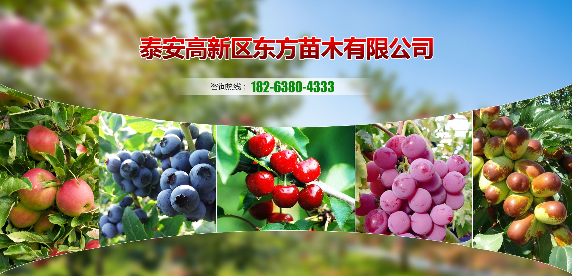 泰安高新區(qū)東方苗木有限公司