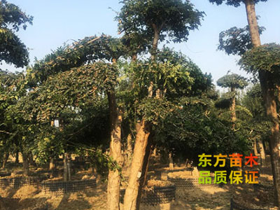 對節(jié)白蠟