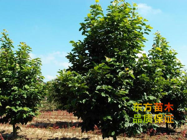 玉蘭樹(shù)