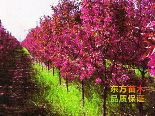亞當海棠