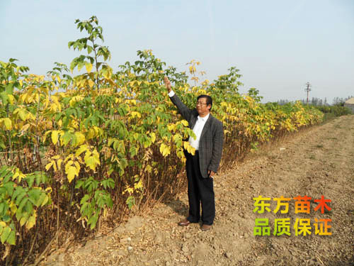 復葉槭