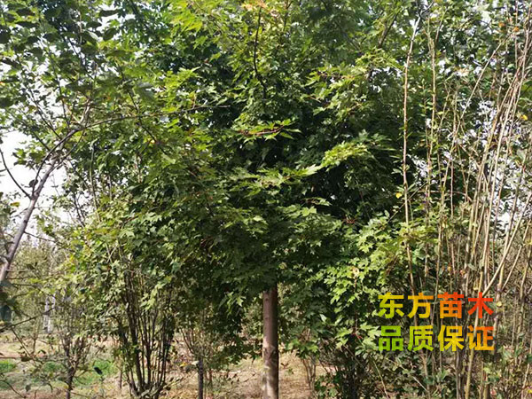 美國(guó)紅楓