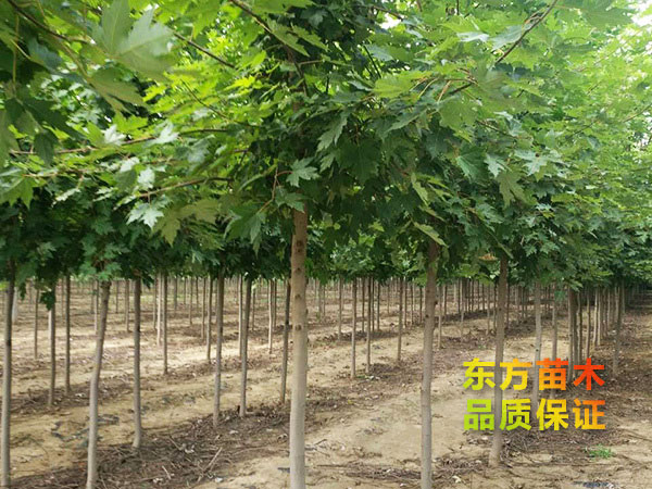 美國(guó)紅楓