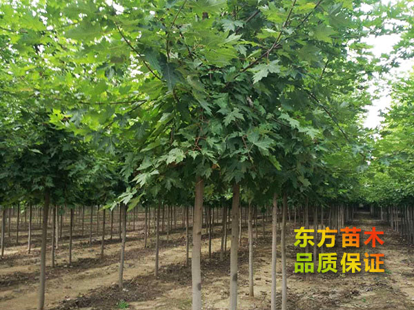 美國(guó)紅楓