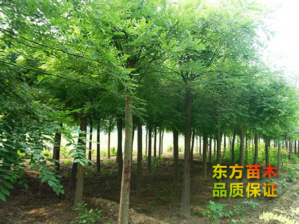 國(guó)槐
