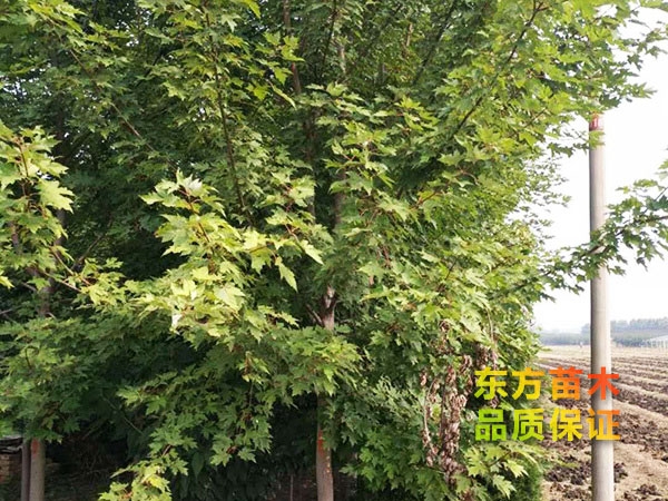美國紅楓
