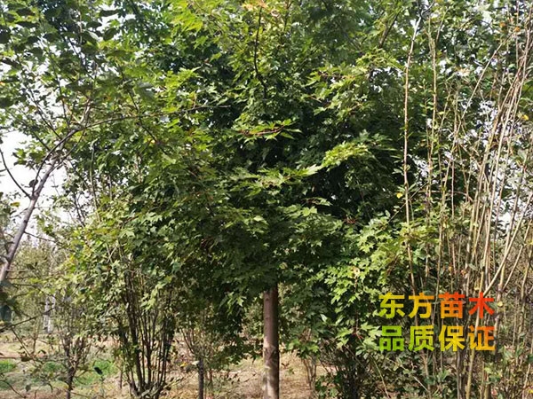 美國(guó)紅楓