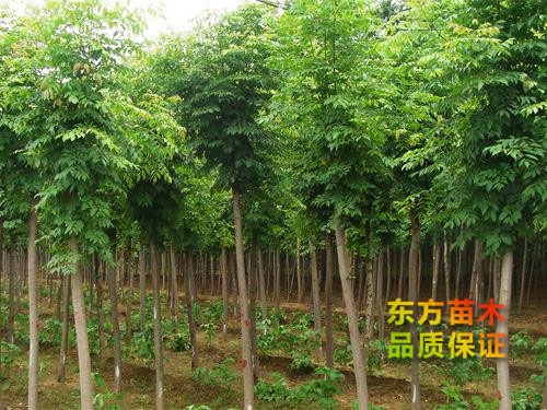欒樹(shù)