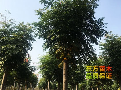 欒樹(shù)