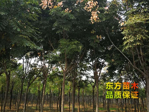 欒樹(shù)