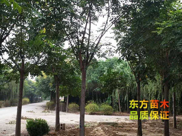 欒樹(shù)