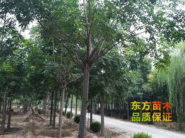 欒樹(shù)