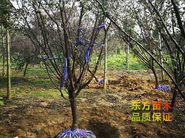 欒樹(shù)
