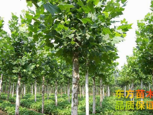 休眠期法桐的管理內(nèi)容