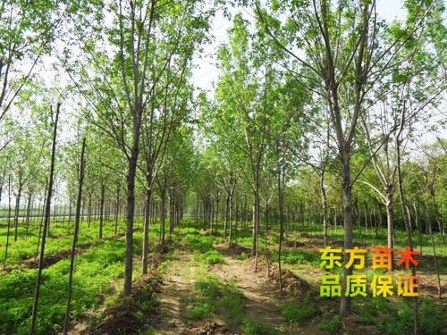 苗木栽培以后應(yīng)該注意哪些？