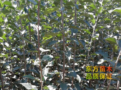 怎樣合理的修剪果樹(shù)苗