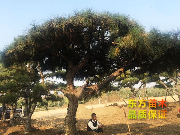 綠化苗栽培前的土壤問(wèn)題