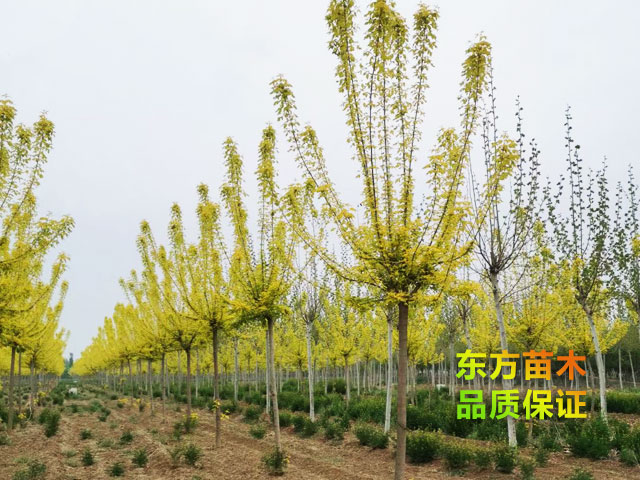 金葉復葉槭